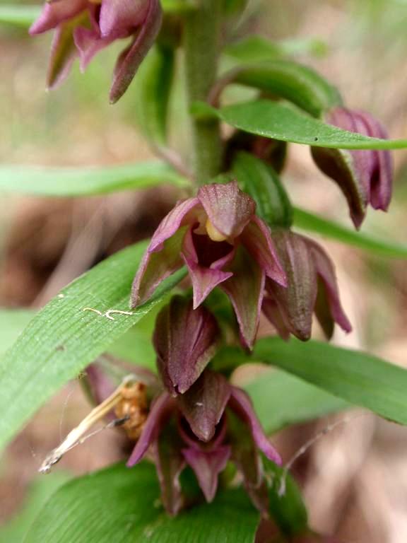 E.placentina2.jpg