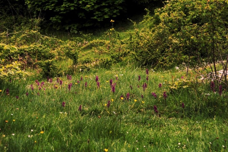 Anacamptis morio 6924.JPG