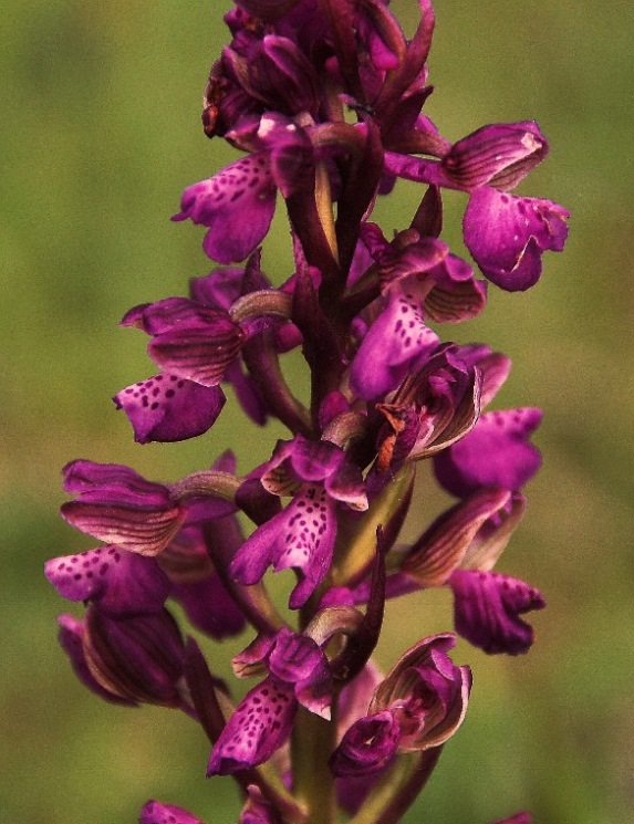 Anacamptis morio 6923 - Copia.JPG