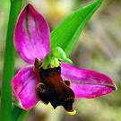 Ophrys apifera var. almaracensis.jpg