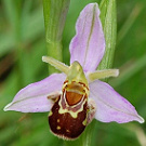 Ophrys apifera var. aurita.jpg