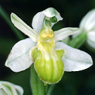 Ophrys apifera var. basiliensis.jpg