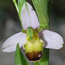 Ophrys apifera var. bicolor.jpg
