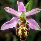 Ophrys apifera var. botteronii.jpg