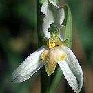 Ophrys apifera var. brevilabellata.TIF.jpg