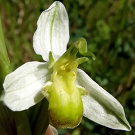 Ophrys apifera var. chlorantha.TIF.jpg