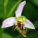 Ophrys apifera var. curviflora.jpg