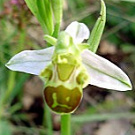 Ophrys apifera var. flavescens.jpg