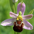 Ophrys apifera var. friburgensis.jpg