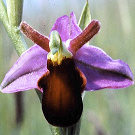 Ophrys apifera var. fulvofusca.jpg