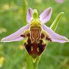 Ophrys apifera var. jurana.jpg