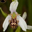 Ophrys apifera var. laetitiae.jpg