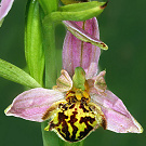 Ophrys apifera var. saraepontana.jpg