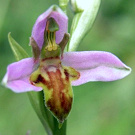 Ophrys apifera var. trollii.jpg
