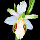 Ophrys apifera var. inedita.jpg