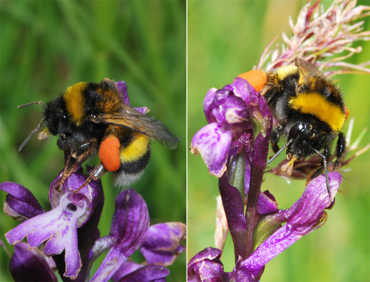 Bombus terrestris 2.jpg