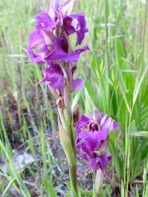 xSerapicamptis bevilacquae o triloba.JPG