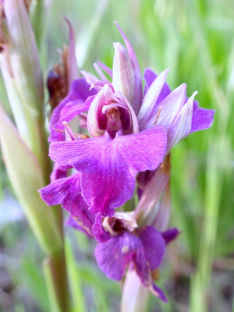 xSerapicamptis bevilacquae o triloba 2.JPG