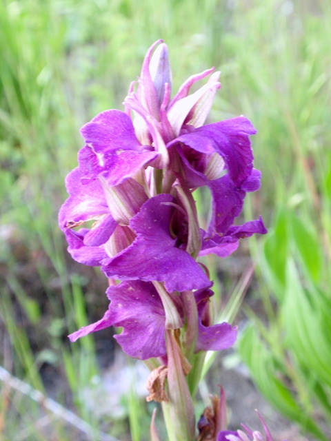xSerapicamptis bevilacquae o triloba 3.JPG