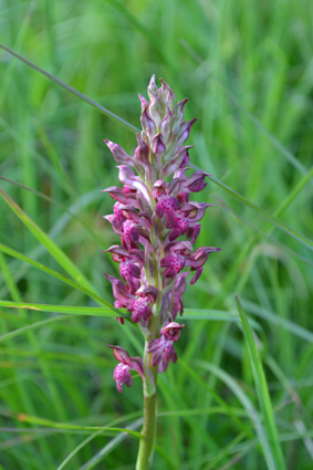 coriophora fragrans.jpg