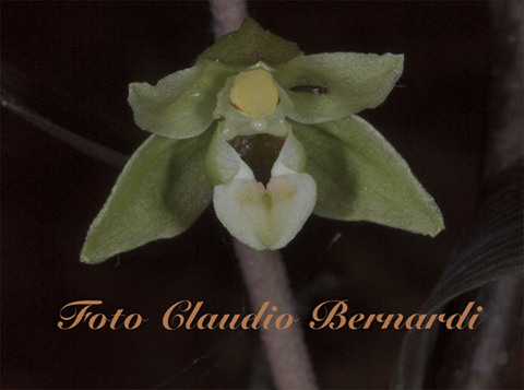 epipactis pollinensis.jpg