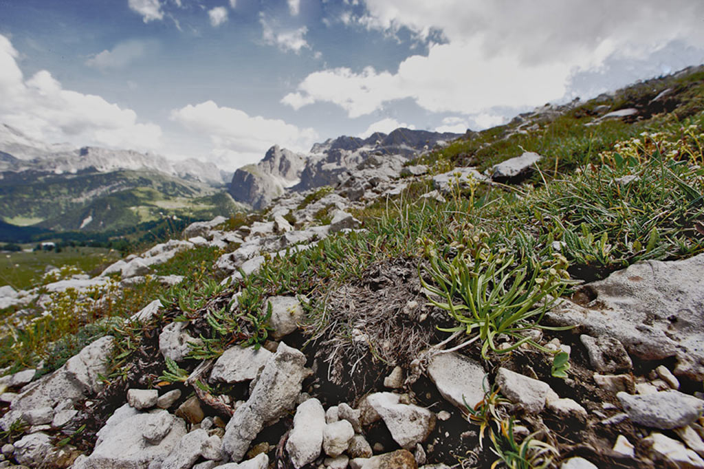 Chamorchis-alpina_O0Z4357.jpg