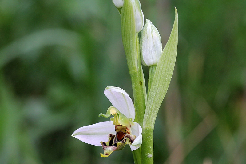 2l-lusus di ophrys-apifera-XMG_0757.jpg