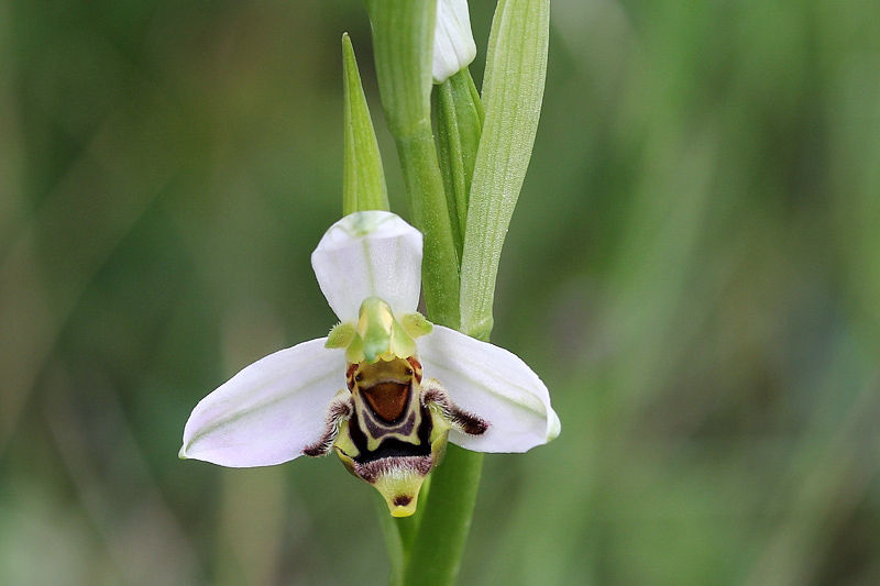 3l-lusus di ophrys-apifera-XMG_0761.jpg