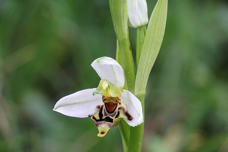 4l-lusus di ophrys-apifera-XMG_0765.jpg