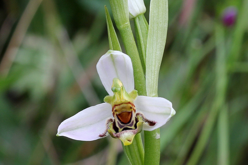 5l-lusus di ophrys-apifera-XMG_0774.jpg