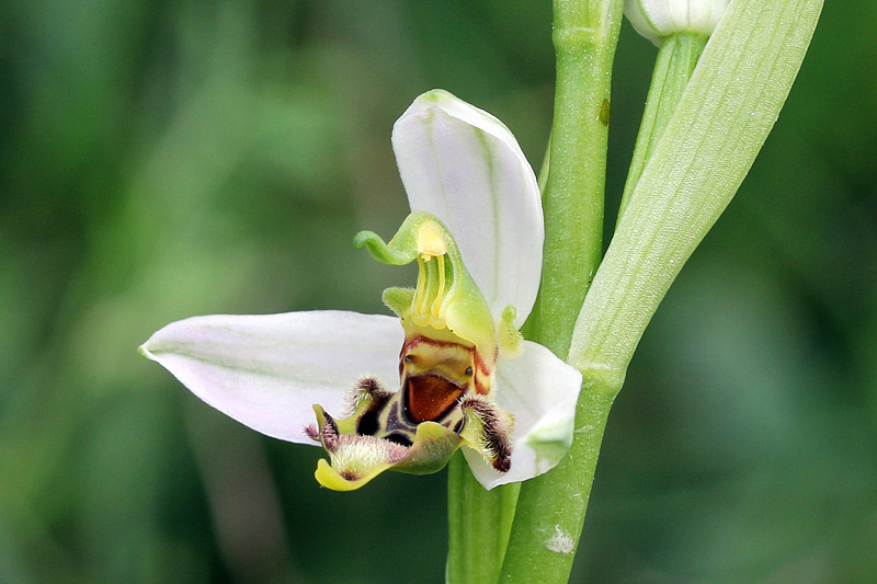 6l-lusus di ophrys-apifera-XMG_0768.jpg