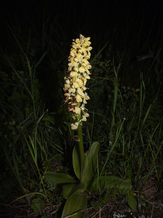 DSCF6244.jpg