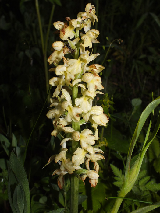 DSCF6240.jpg