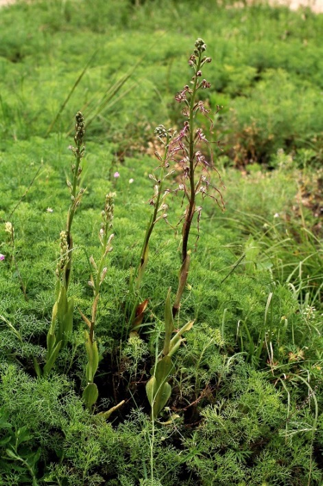 Himantoglossum adriaticum 6977.JPG