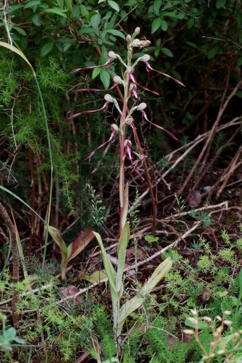 Himantoglossum adriaticum 6942.JPG