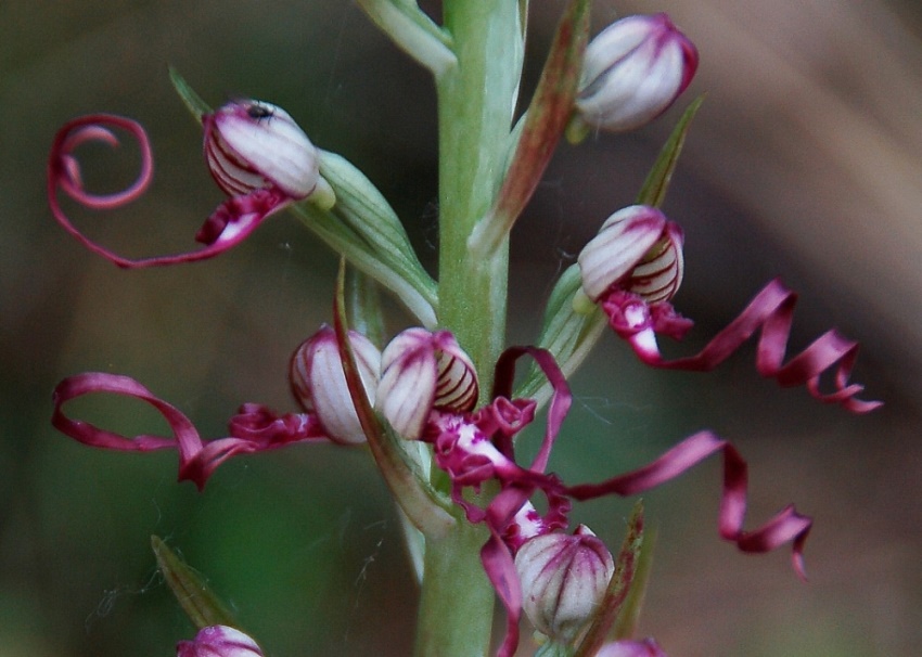 Himantoglossum adriaticum 7017 - Copia.JPG