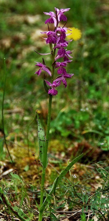 Dactylorhiza saccifera 6845.JPG