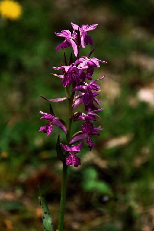 Dactylorhiza saccifera 6847 - Copia.JPG