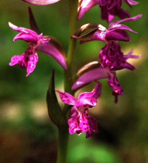 Dactylorhiza saccifera 6848 - Copia.JPG