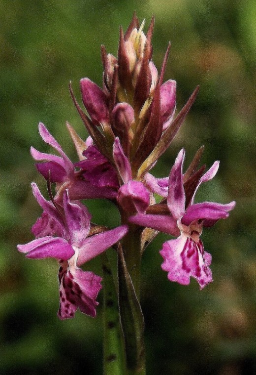 Dactylorhiza saccifera 6843 - Copia.JPG