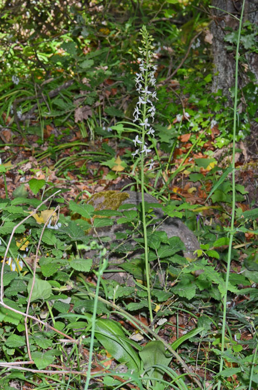 Platanthera01.jpg