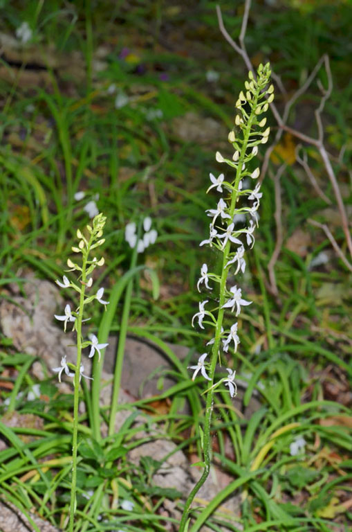 Platanthera02.jpg