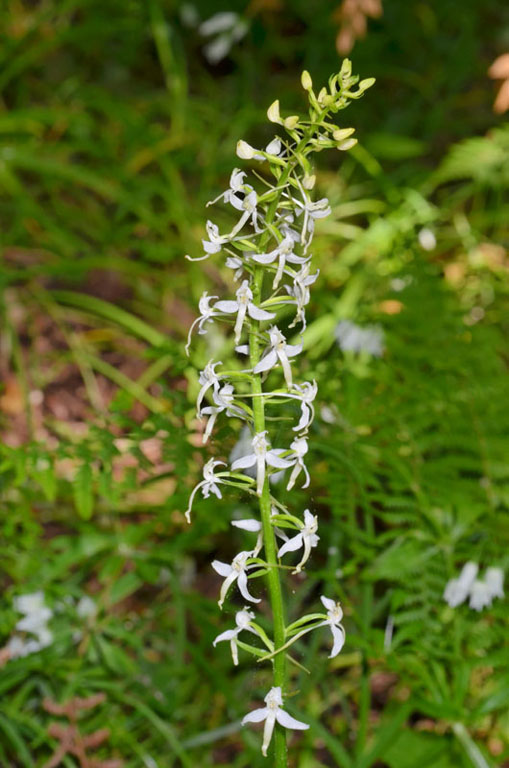 Platanthera03.jpg