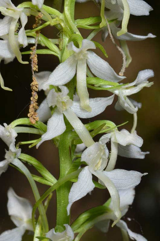 Platanthera04.jpg