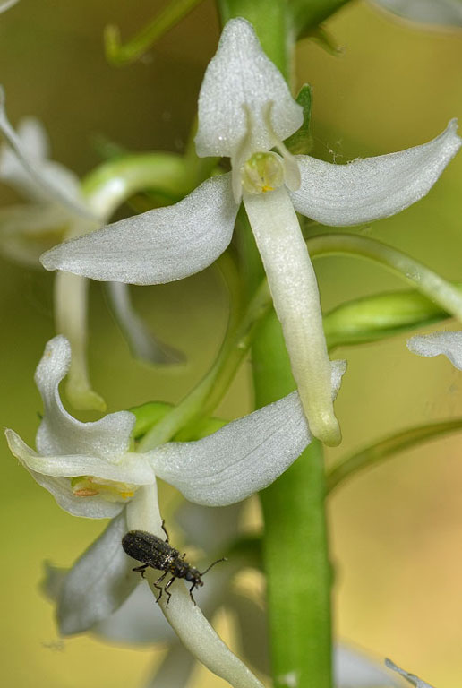 Platanthera06.jpg