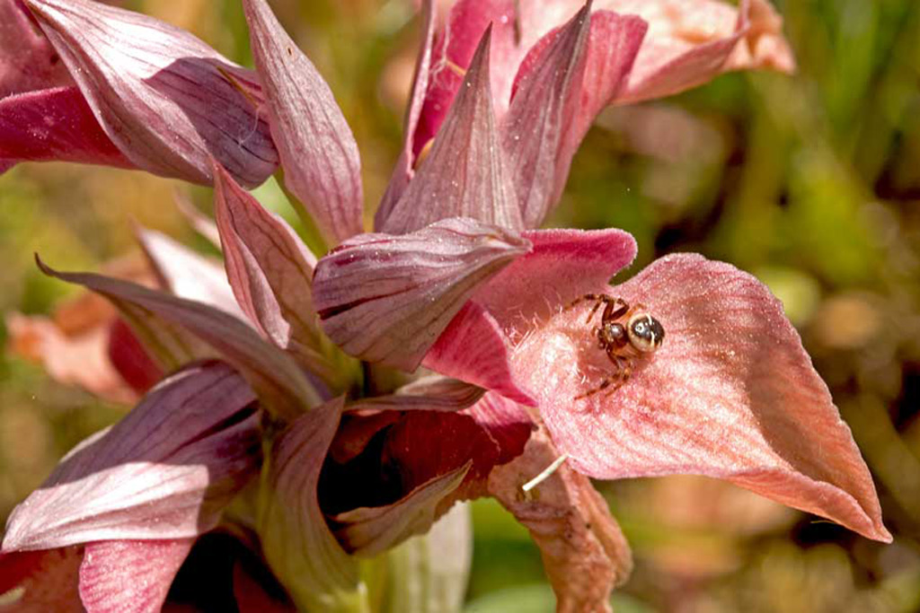 Serapias-negletta-con-visitatore.jpg