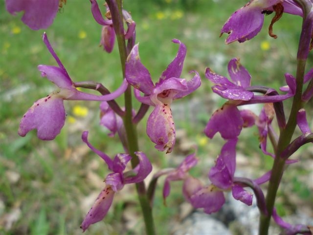 DSC01936.JPG