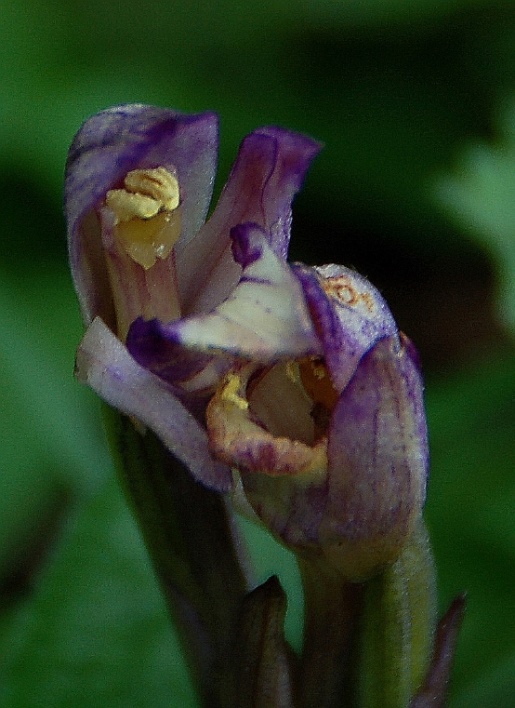 Limodorum abortivum 7019.JPG