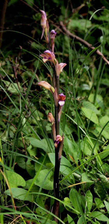 Limodorum abortivum 453.JPG