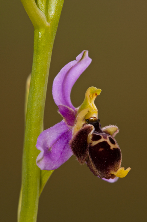 DSC_ophrys-vetula-2.jpg
